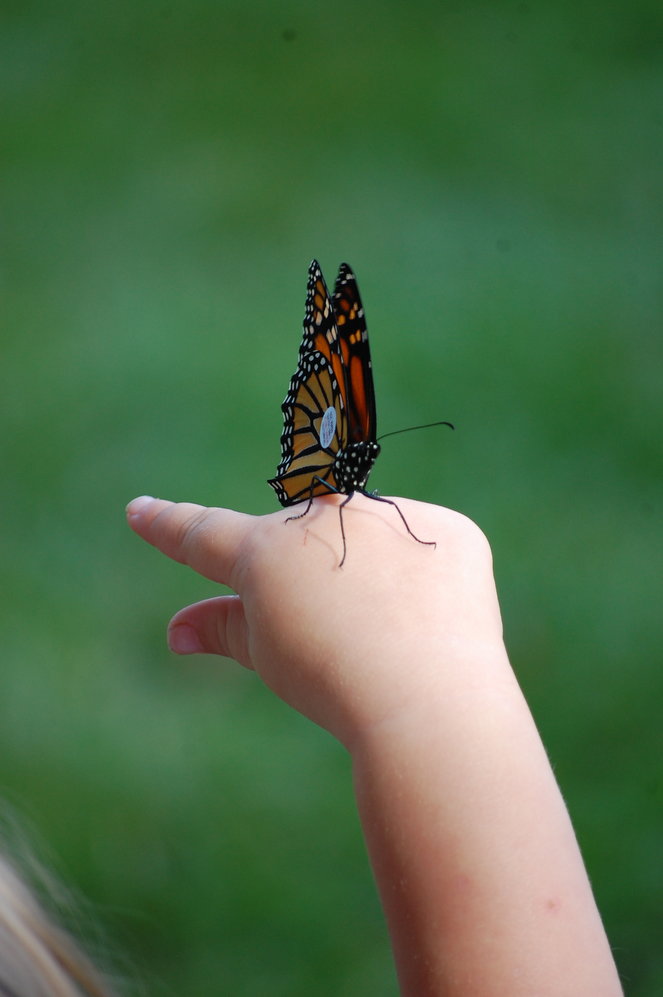 Ed strove to educate people of all ages about the plight of monarch butterflies and other creatures with whom we share our world. Here, a child attending an educational program holds aloft a monarch butterfly tagged by Ed with a sticker for tracking its migration.